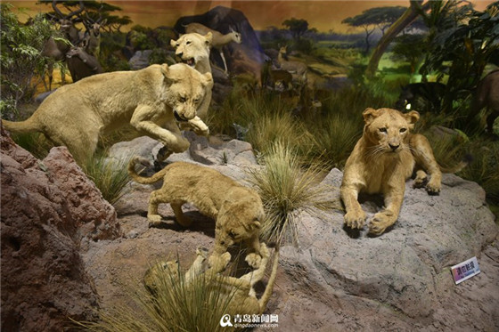 Qingdao Behring Natural History Museum opens