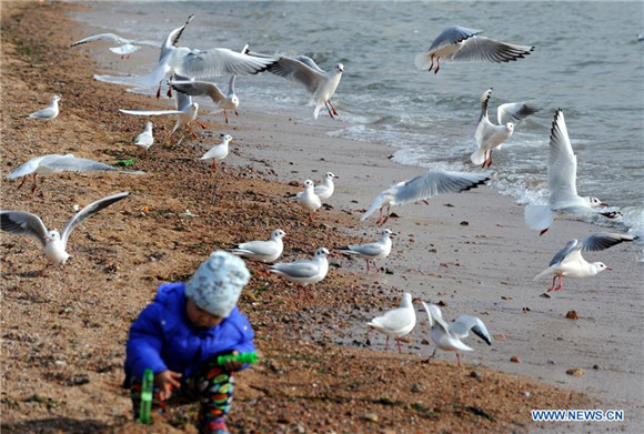 Sea gulls fly to East China's Qingdao to spend winter
