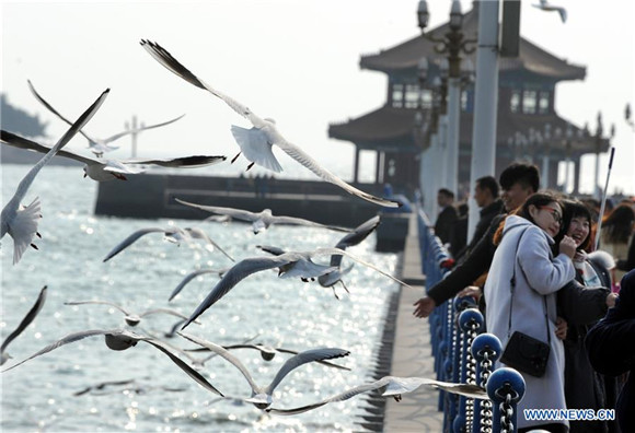 Sea gulls fly to East China's Qingdao to spend winter
