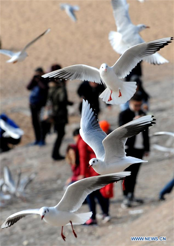 Sea gulls fly to East China's Qingdao to spend winter