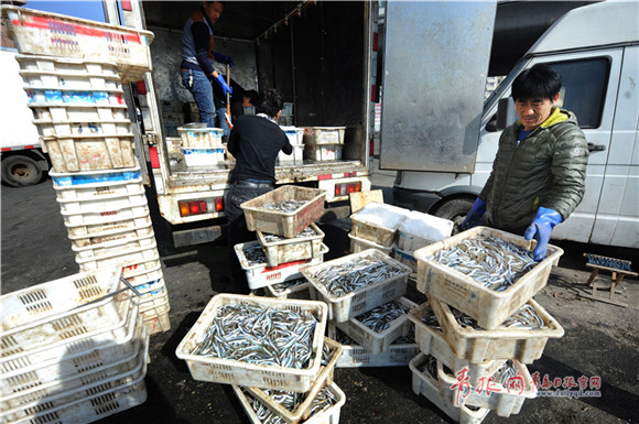 Sand lance fishing season underway in Qingdao