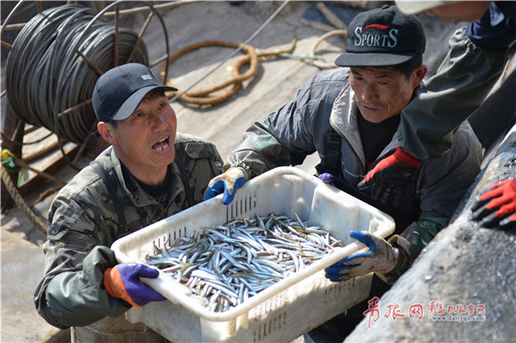 Sand lance fishing season underway in Qingdao