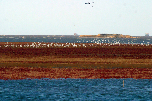 迷人的黃河三角洲