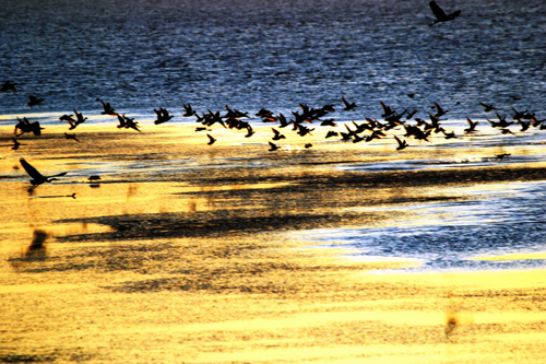 迷人的黃河三角洲