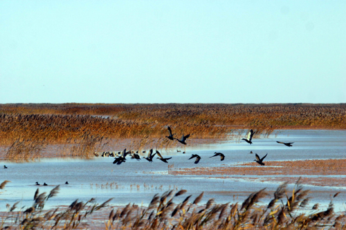 迷人的黃河三角洲
