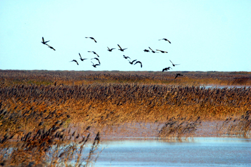 迷人的黃河三角洲