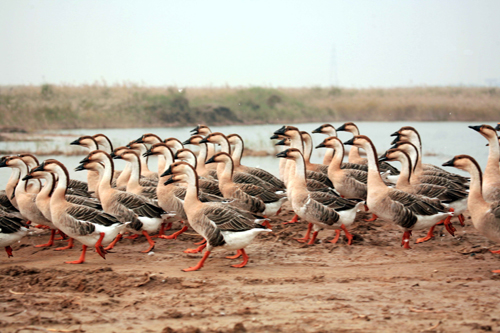 迷人的黃河三角洲