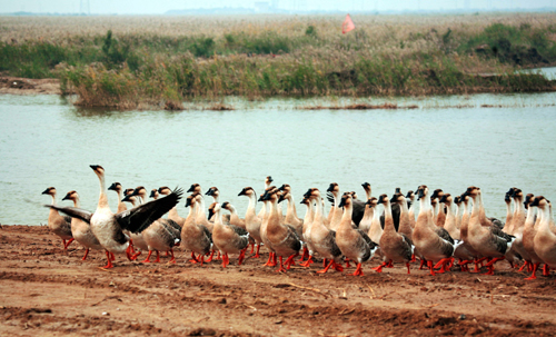 迷人的黃河三角洲