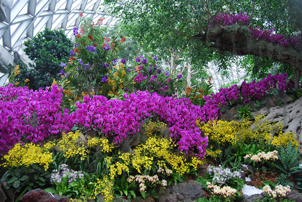 First Shanghai International Orchid Exhibition to raise curtain