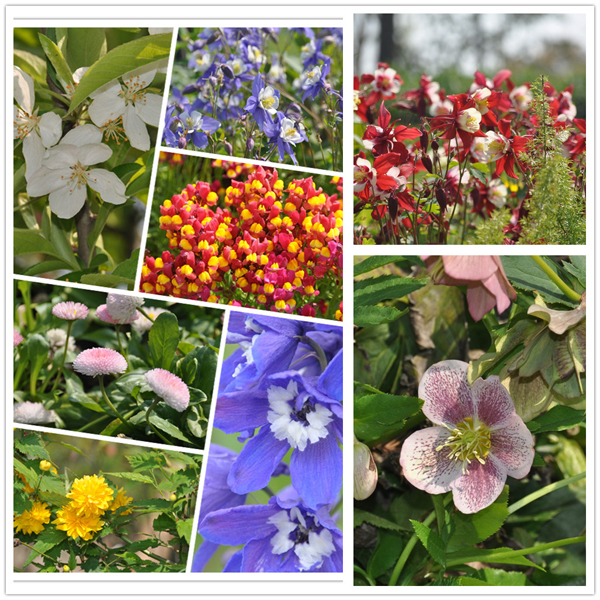 Flowers blossom in Chenshan's Mine Crater Garden