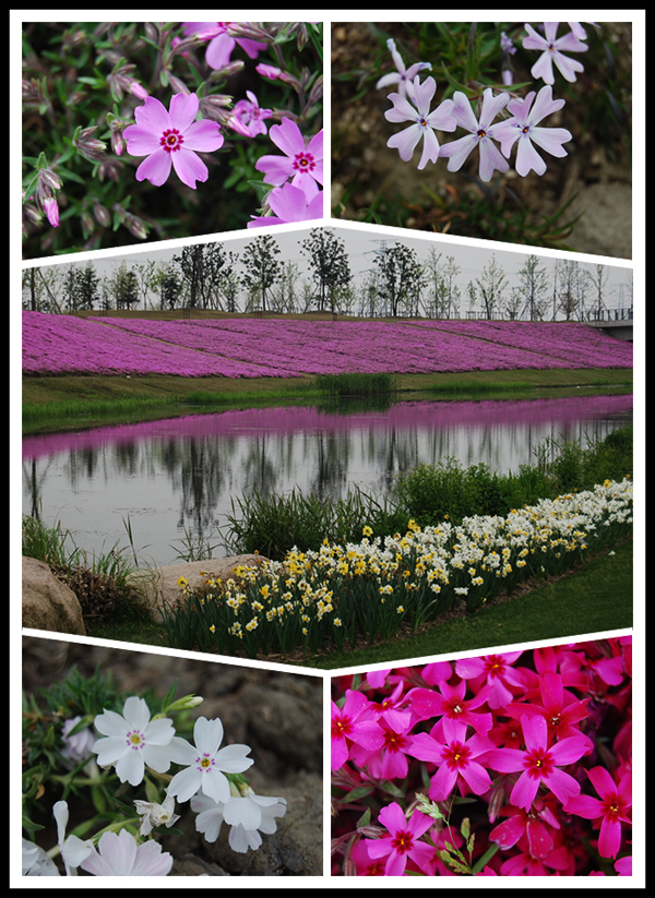 Phlox blossom in Chenshan