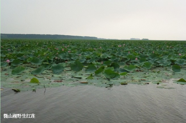 Researchers carry out investigation on lotus resources