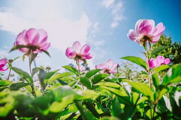 Peonies in spotlight at Shanghai Chenshan Botanical Garden