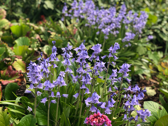Chenshan Botanical Garden upgrading its specialized garden