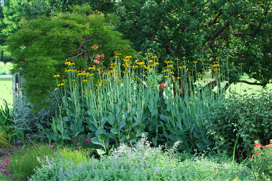 Chenshan Botanical Garden upgrading its specialized garden