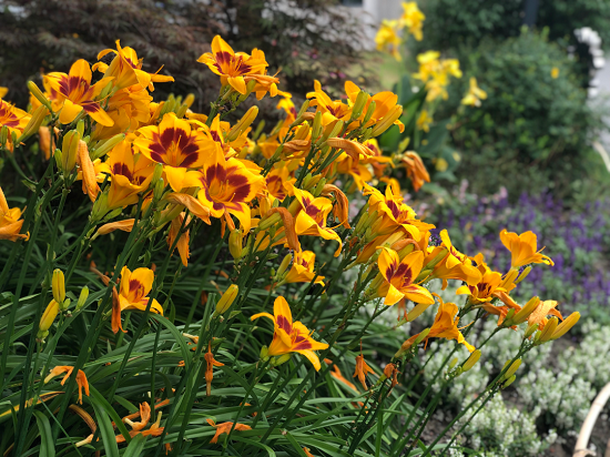 Chenshan Botanical Garden upgrading its specialized garden