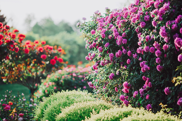 Chinese roses enter blooming season in Shanghai Chenshan Botanical Garden