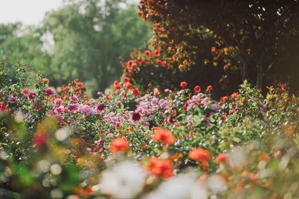 Chinese roses enter blooming season in Shanghai Chenshan Botanical Garden