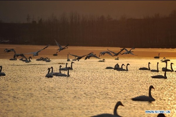 Swans from Siberia spend winter in China's Shanxi