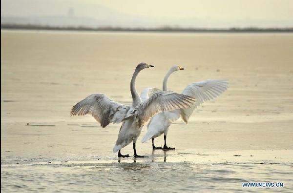 Swans from Siberia spend winter in China's Shanxi