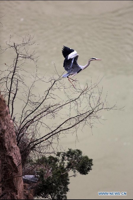 Herons live around Yellow River in N China