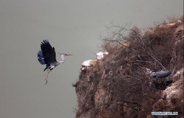 Herons live around Yellow River in N China