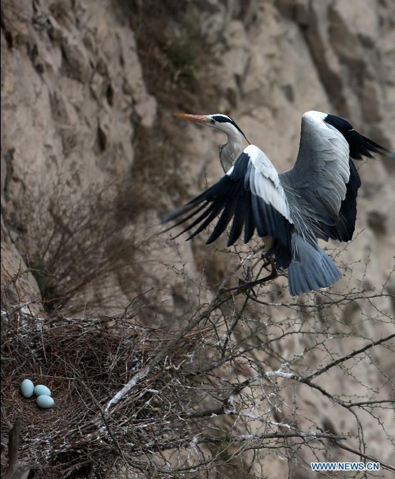 Herons live around Yellow River in N China