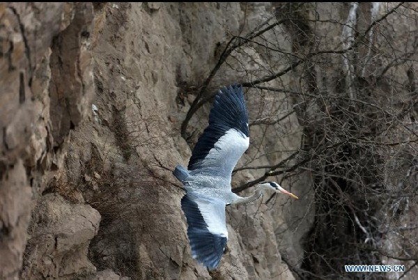 Herons live around Yellow River in N China