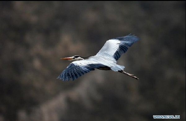Herons live around Yellow River in N China
