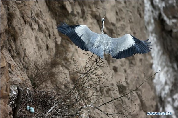 Herons live around Yellow River in N China