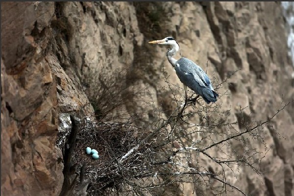 Yuncheng taking action to protect herons