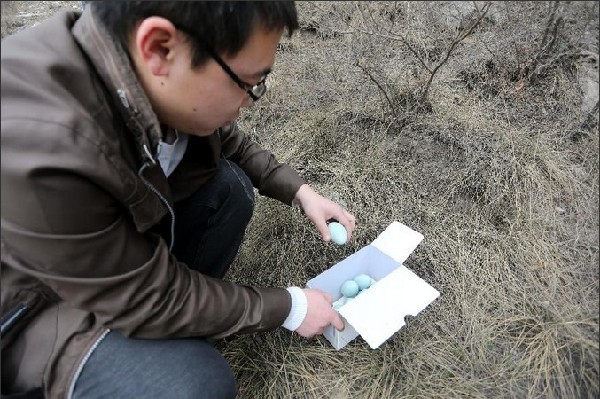 Yuncheng taking action to protect herons