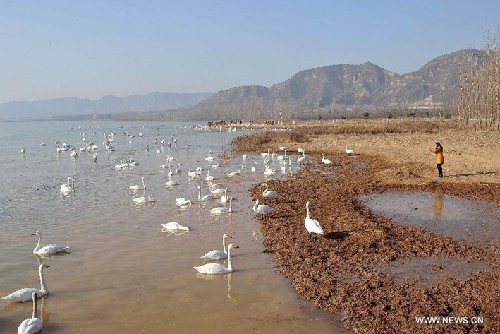 Swans fly to wetland of Yellow River in N China