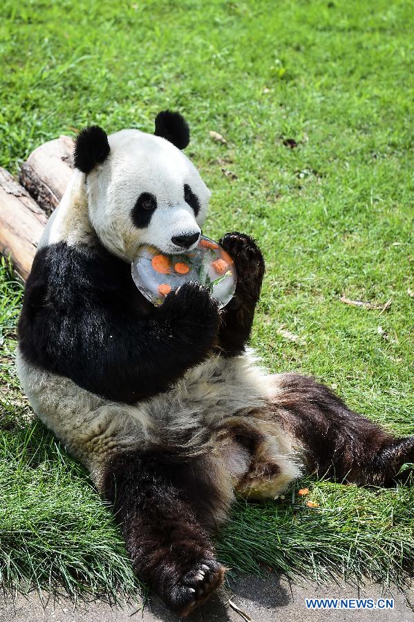 Birthday party thrown for Giant panda Caitao in N China