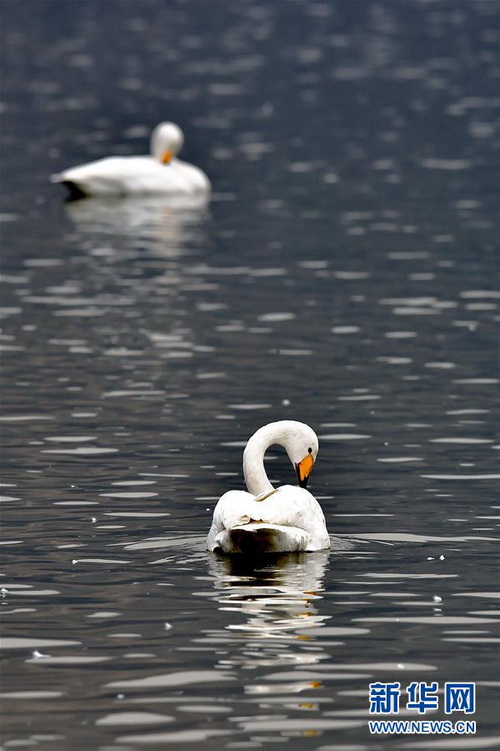 Wetland of Yellow River welcomes swans
