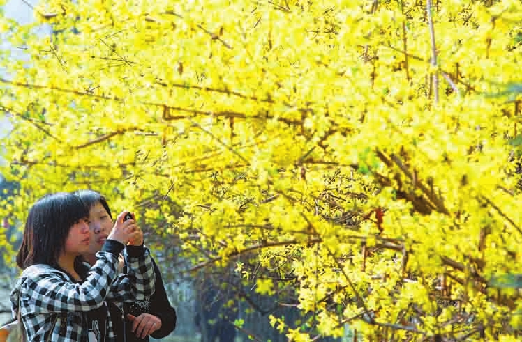 Flowers bloom in Changzhi city