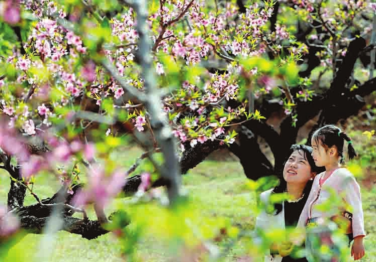 Flowers bloom in Changzhi city