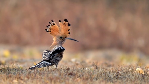 Birds flock to Taiyuan Fenhe Wetland Park