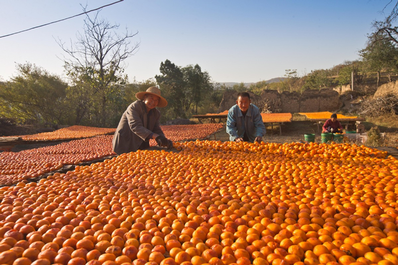 Shanxi villagers make dried persimmons in sweet sunshine