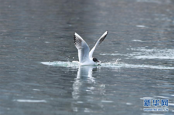 Water birds forage at Fenhe River