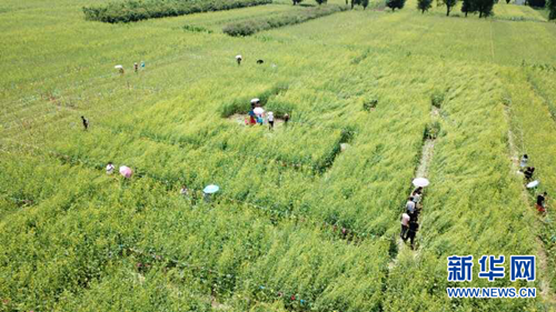 Cole flowers blossom in Taiyuan