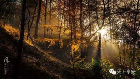Local photographers capture the beauty of autumn in Tai'an