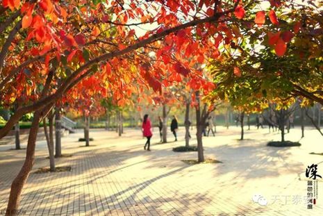 Local photographers capture the beauty of autumn in Tai'an