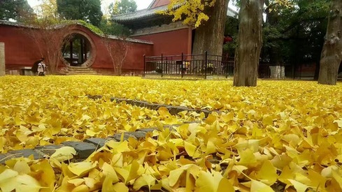 Seize the last golden yellow in early winter at Mount Tai