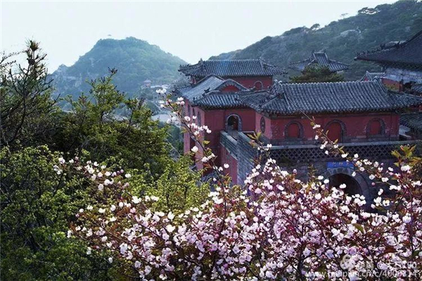 Admire flowering Chinese crabapple at Mount Tai