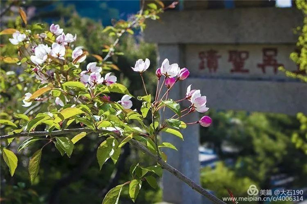 Admire flowering Chinese crabapple at Mount Tai