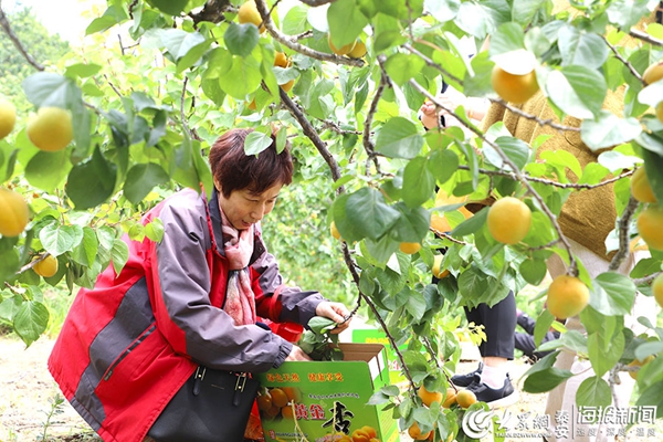 Enjoy picking apricots in Anjiazhuang village
