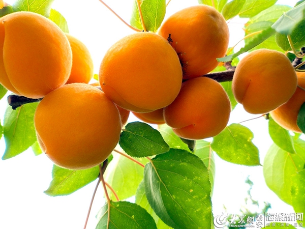 Enjoy picking apricots in Anjiazhuang village