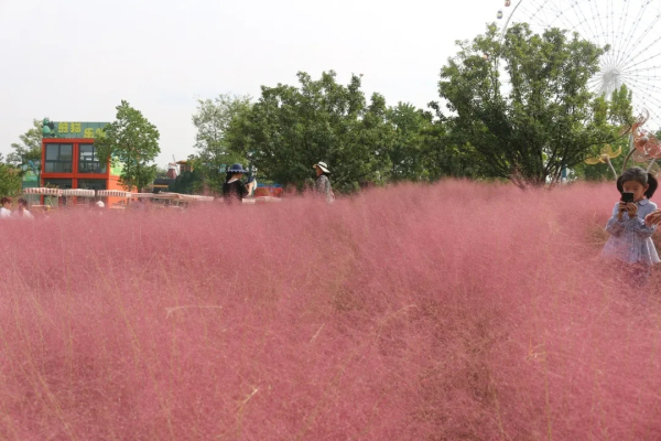 Chrysanthemum Art Festival opens in Tai'an