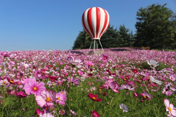 Chrysanthemum Art Festival opens in Tai'an